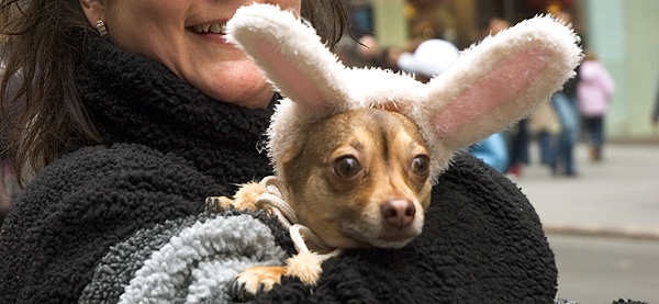 bunny eared dog