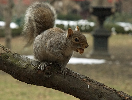 squirrel in gramercy park