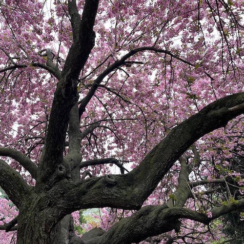 Under a purple, flowering tree in Prospect Park near Grand Army Plaza.