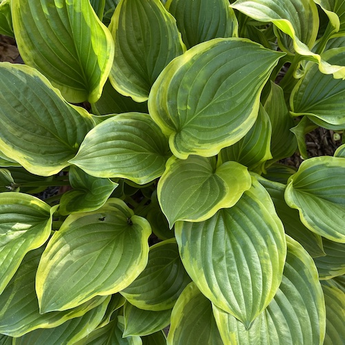 A very green hosta. Sometimes, even when walking by hundreds of interesting things during the day, I end up taking a picture of a plant in front of the apartment.