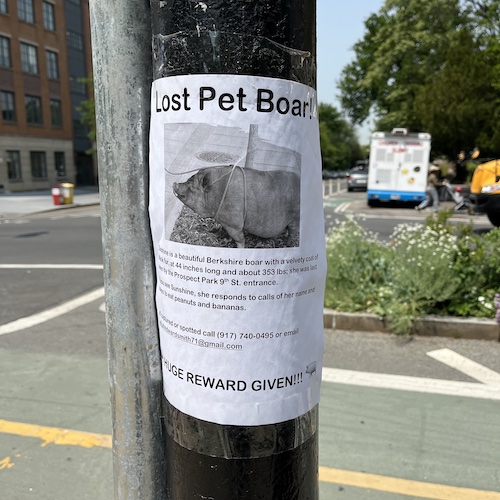 Flyer for lost pet boar near Prospect Park, Brooklyn.