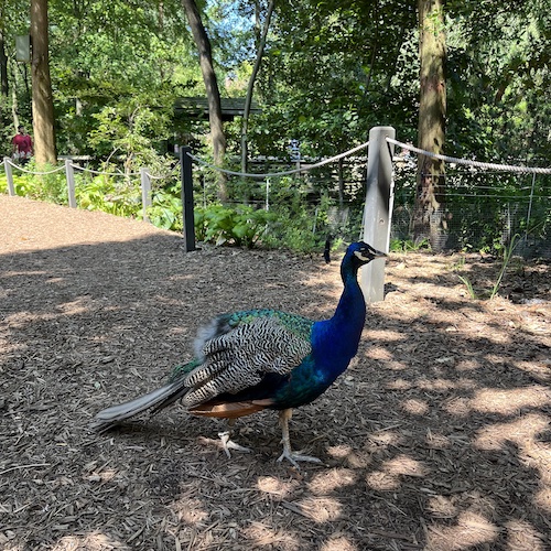 A free range peacock at the zoo. Prospect Park, Brooklyn.