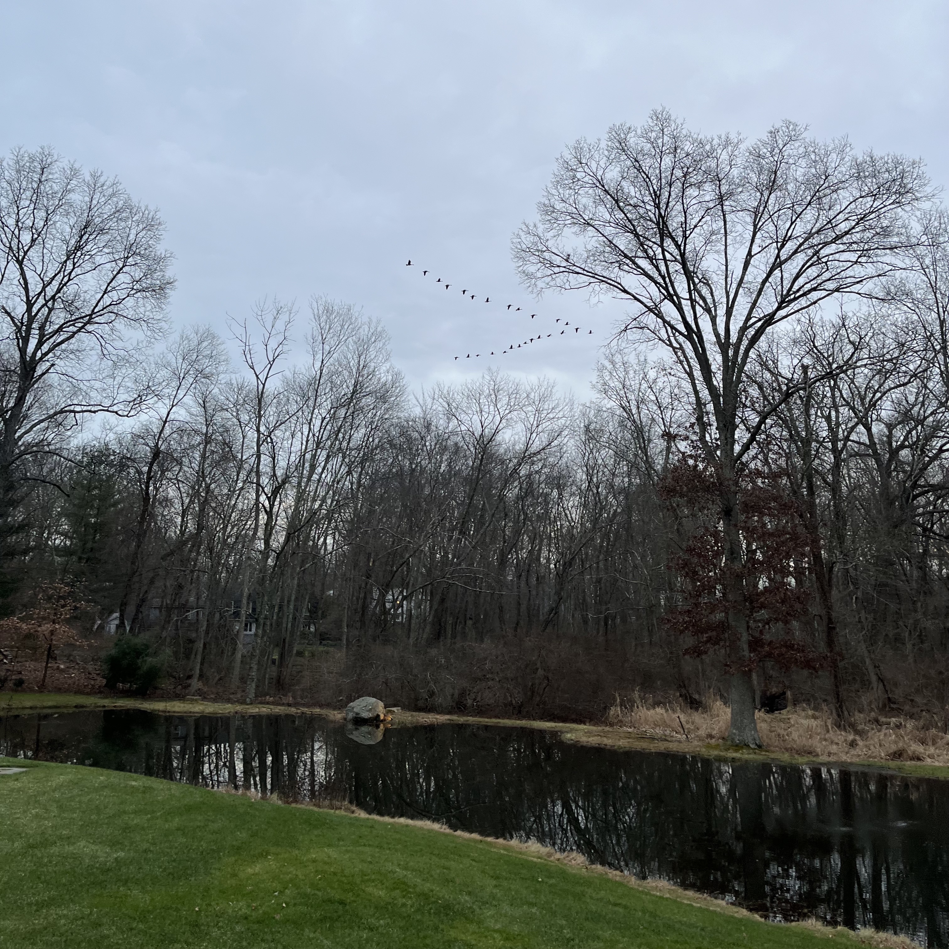 Geese flying south. Southport, Connecticut.