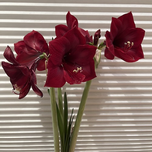 What a difference a week makes. Amaryllis really blooming now. Prospect Heights, Brooklyn.