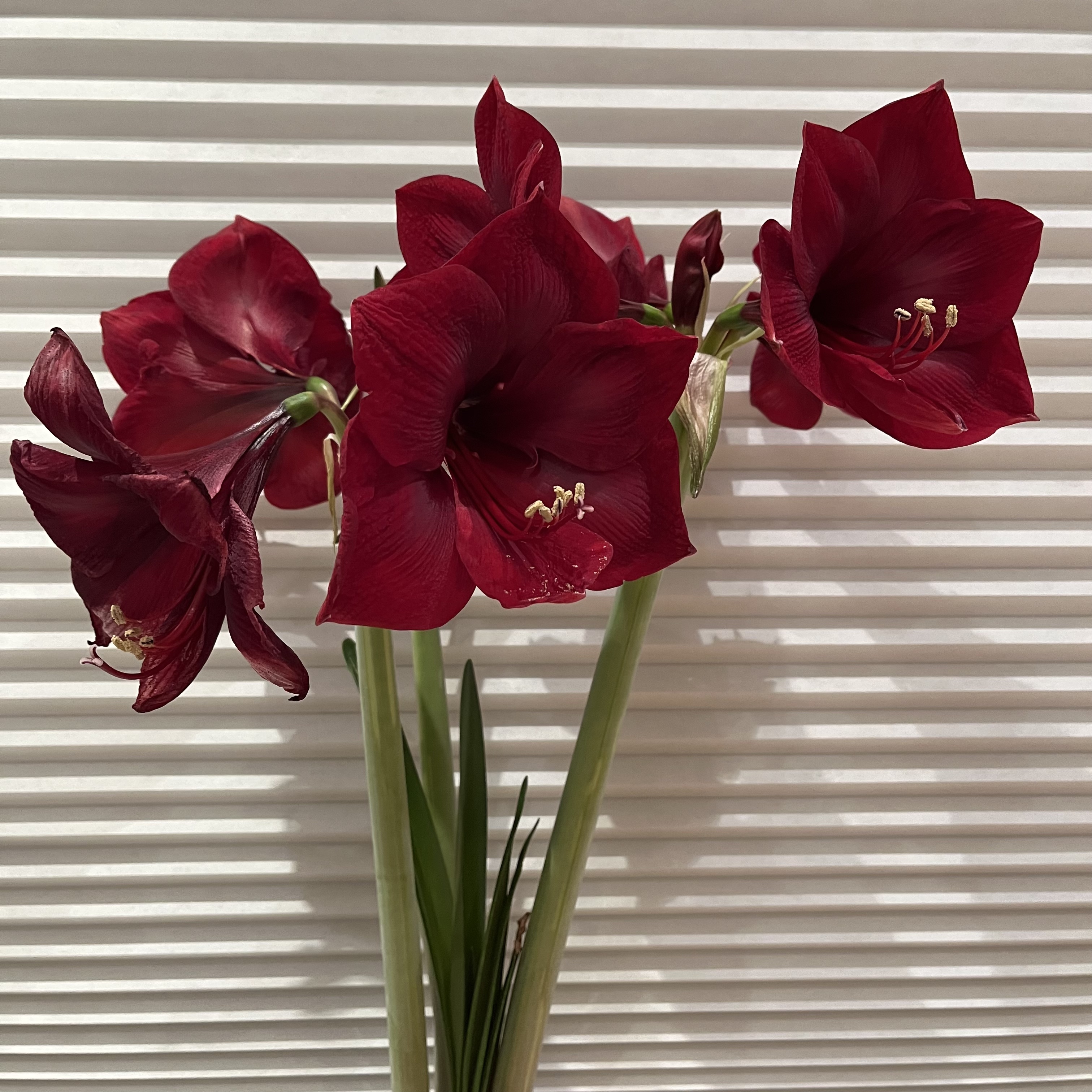 What a difference a week makes. Amaryllis really blooming now. Prospect Heights, Brooklyn.