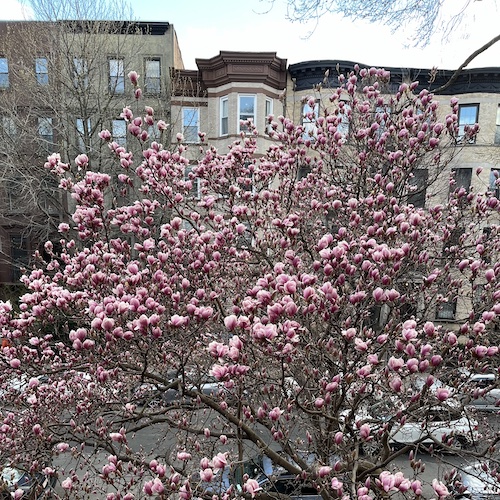 A better shot of the magnolia tree. Park Place, Brooklyn.